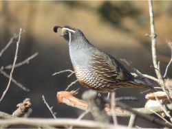 California Quail